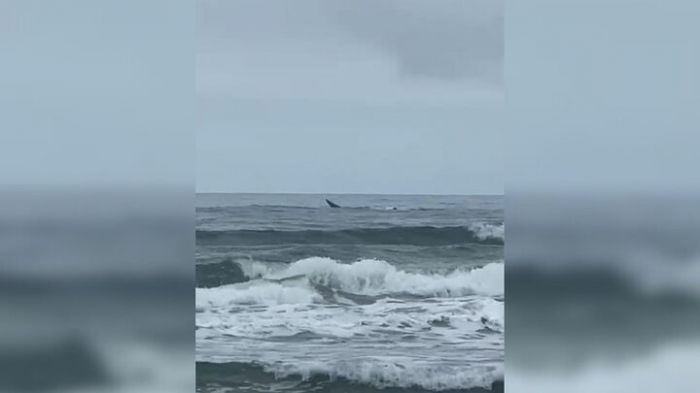 Sul de SC é “berçário” da espécie que migra no período reprodutivo (Foto: Reprodução/Lívia Soares)