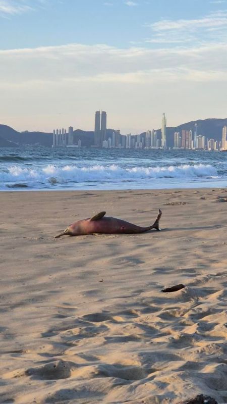 Equipe técnica do PMP-BS recolheu o golfinho (foto: Paulo Simãò)