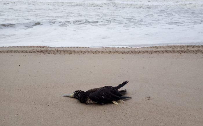 Atobá tinha um canudo de quase 19 centímetros preso entre o esôfago e o estômago (Foto: Divulgação/PMP-BS/Univali-Penha)