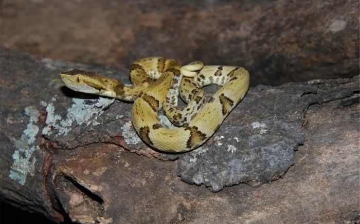 Cobra é uma das mais perigosas (foto: divulgação - g1)