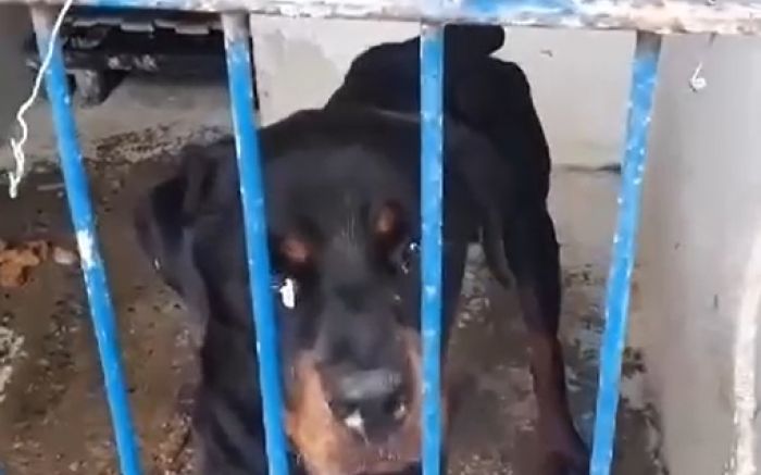 Vídeo foi postado inicialmente pela internauta Simone Lara, na rede social Facebook (Reprodução/Internet)