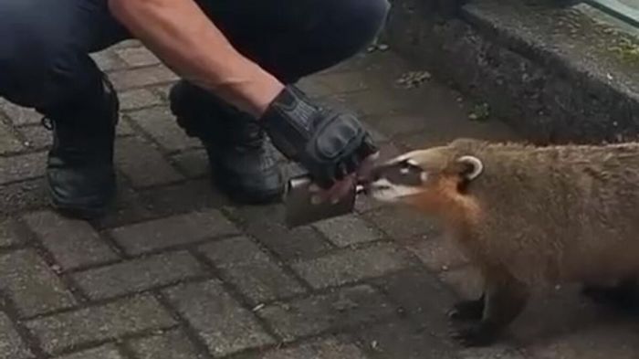 Recomendação é nem mesmo alimentar esses animais (foto: divulgação - HC)