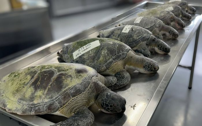 Carcaças foram recolhidas pela equipe de monitoramento de praias (Foto: Divulgação/Univali Penha)