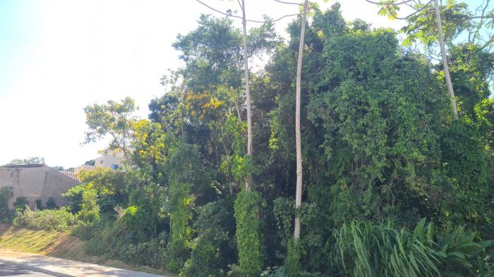 As cuidadoras pedem ajuda para resgatar os gatos da área (Foto: Divulgação)