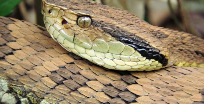 Biólogo faz alerta sobre veneno da serpente (foto: divulgação - Parque Ecológico)