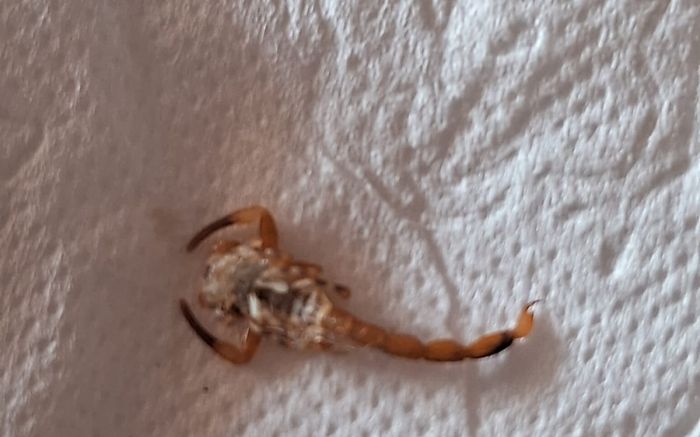 Autoridades redobram os cuidados no município (foto: Divulgação/PMBV)