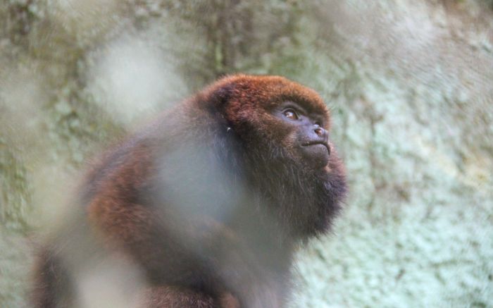 Estima-se que Miguel tenha entre dois e três anos de idade (foto: Divulgação/Gabriella Maçaneiro/PMB)