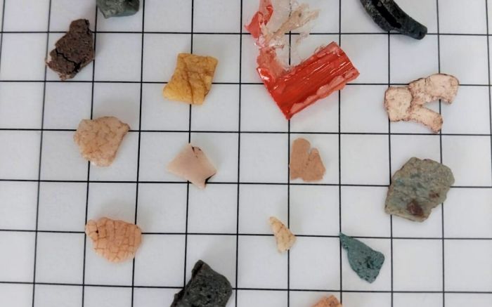 Pedaços de lixo plástico encontrados no cocô do animal (Foto: Divulgação/Univali-Penha)