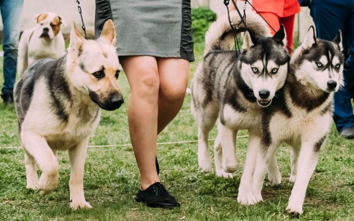 Tutores e pets caminham juntos por um trânsito mais seguro em Balneário Camboriú (Foto: Divulgação)