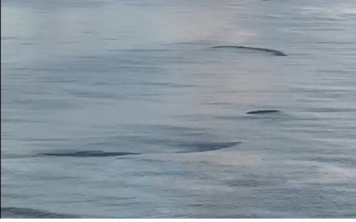 Espécie vive em cardumes e costuma aparecer perto das praias (Foto: Reprodução)