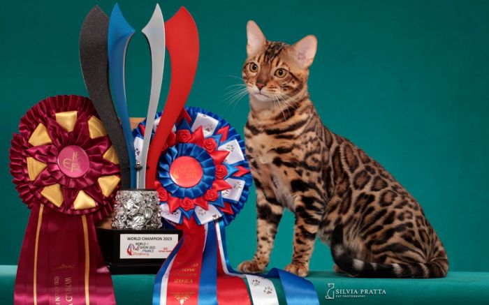 Visitantes são convidados a doar areia higiênica para a ONG Viva Bicho (Foto: Divulgação/Clube Gatarina)