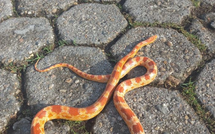 Suspeita é que cobra fugiu de uma casa próxima (foto: divulgação - PMA)