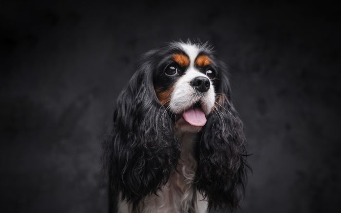 Não há venda de animais e não existe premiação em dinheiro, o foco é a beleza, o padrão da raça e o amor pelos bichinhos (Foto: Envato)