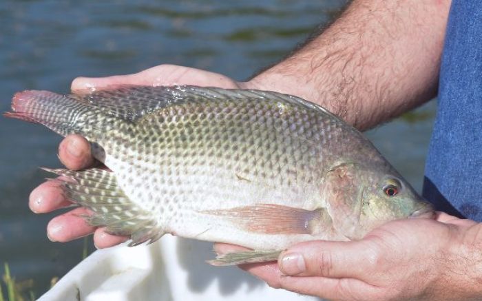 A iniciativa, que será mostrada em Itajaí, utiliza técnicas de edição genômica para estimular o crescimento muscular dos peixes (Foto: Aires Mariga / Epagri)