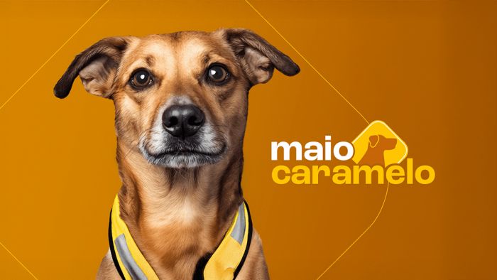 Os cães agora “perseguem” motos com um propósito: alertar sobre segurança no trânsito (Foto: Divulgação)