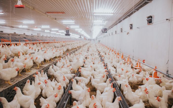 A suspensão segue o protocolo sanitário firmado entre Brasil e China, que prevê paralisação imediata das exportações em caso de doenças de notificação obrigatória (Foto: Ilustrativa/Envato)