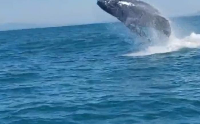 Segundo o pescador, houve dois avistamentos no sábado, perto das ilhas Itacolomi (Mateus Prado/Divulgação)