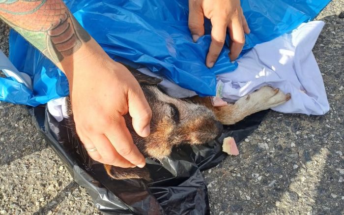 Cachorrinho foi socorrida pelo Inis (Foto: Divulgação/ASPI)