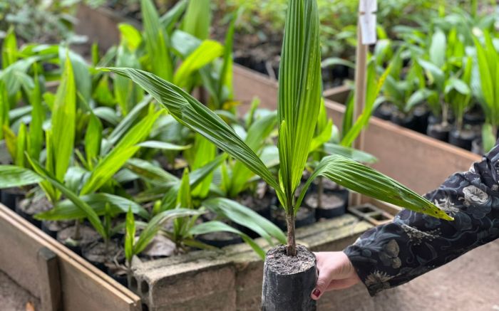 Mudas de espécies como pitanga-anã, jerivá e buganvília estarão disponíveis no pátio do herbário (Foto: Divulgação/INIS)