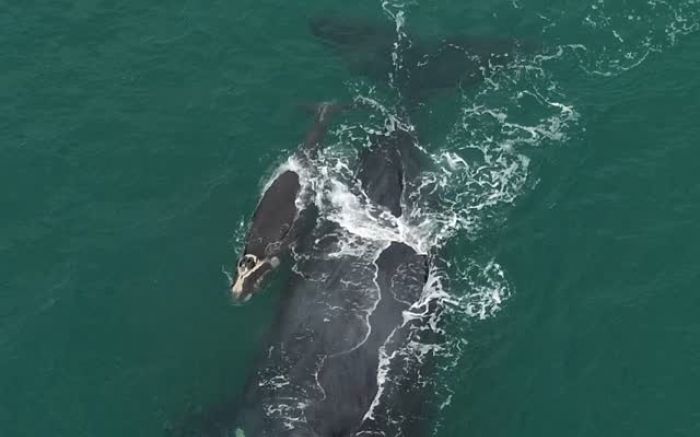 Mãe e filhote de baleia-franca encantaram na costa de Floripa (Foto: Theo Richard/Reprodução)