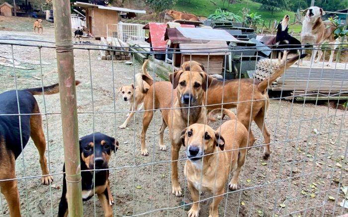 Projeto celebra gestos de amor e corações quentinhos nos animais (foto: Sejuri)