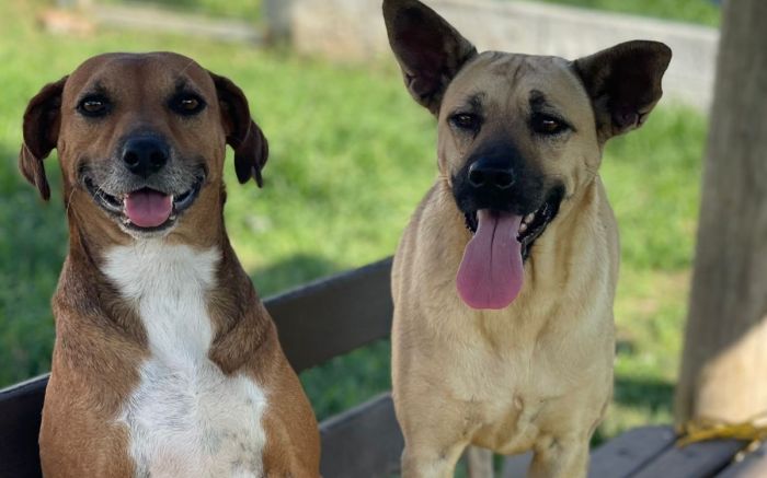 Evento rola das 11h às 16h (foto: Inis)