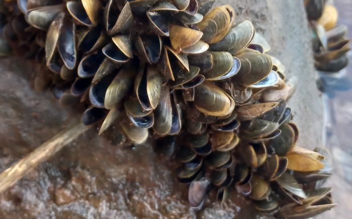 Espécies como o mexilhão-dourado e o cervo chital estão na nova lista de invasoras em SC (Foto: equipe IMA/Divulgação)