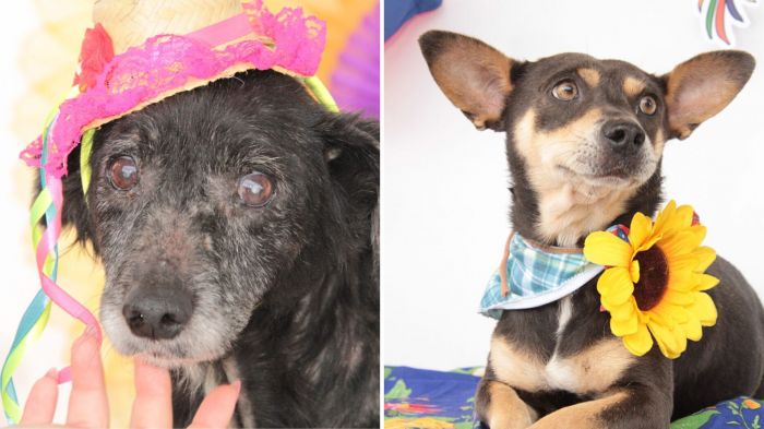 Animais para adoção participaram de ensaio com temática de São João (Foto: Marcos Porto/Divulgação)