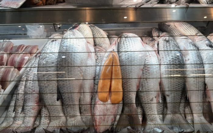 Barcos podem capturar 970 toneladas de tainha (Foto: Divulgação GOVBR)