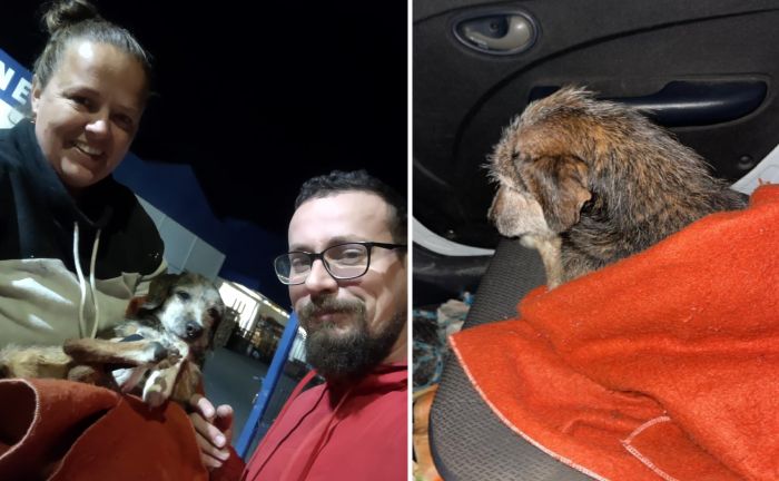 Empresária reconheceu o cão depois de ler a reportagem e acionou o DIARINHO (Foto: Leitor)