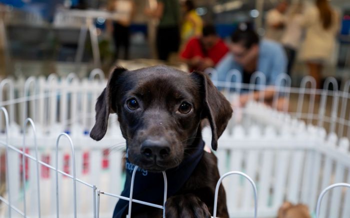 Feira será das 13h às 17h no estacionamento do shopping (Foto: Divulgação)