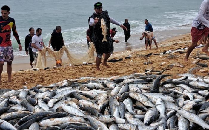 Tainhas foram capturadas pela canoa do Félix (Foto: Reprodução)