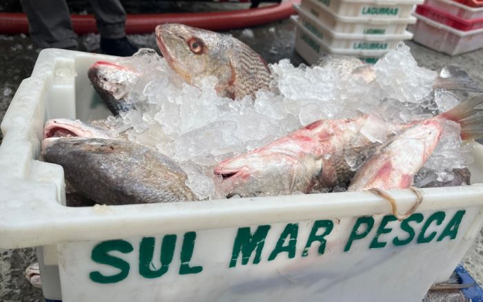 Peixes e redes foram apreendidos durante fiscalização da Operação Mugil (Foto: Divulgação/Ibama)