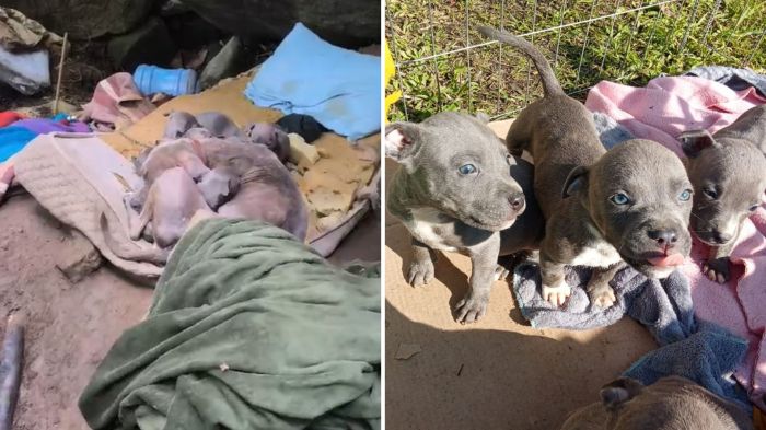 Cadela e filhotes foram encontrados em colchão molhado, tremendo de frio, em área de mata (Fotos: GMBC/Divulgação - Arquivo/Ong Viva Bicho)