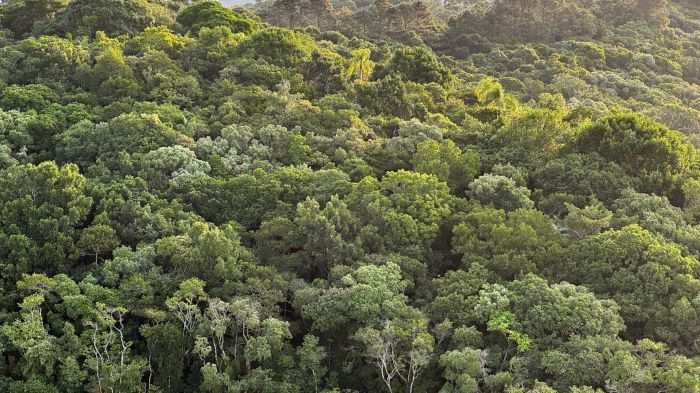 RPPN do Brava Beach Group é lar de árvores nativas e símbolo de respeito ao meio ambiente (Foto: Divulgação)