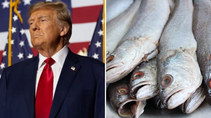 Corvina e meca estão entre os peixes mais afetados pela nova tarifa imposta pelos EUA (Foto: SINDIPI/Divulgação)