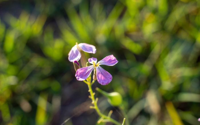 Participantes vão explorar áreas naturais em silêncio para exercitar o olhar atento e poético (Foto: Clarissa Herrig/Divulgação)
