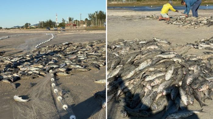 Aumento na cota busca manter atividade dos pescadores até dezembro (Fotos: Nativos Da Pesca Da Tainha/Reprodução)