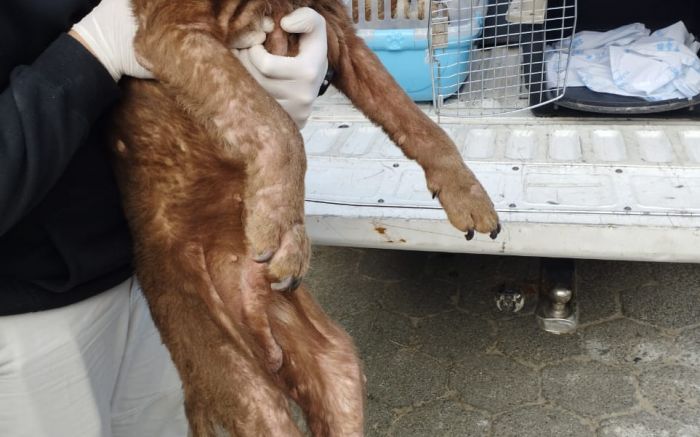 Tutor responderá por maus tratos (foto: PCSC)