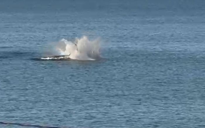 Mãe e filhote depois seguiram rumo a Bombinhas (Foto: Reprodução)