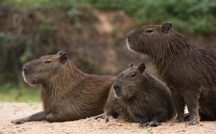 Com mapas inteligentes e engajamento da comunidade, Capyloc se destaca como solução acessível e inovadora para órgãos públicos e ambientais (Foto: Envato)