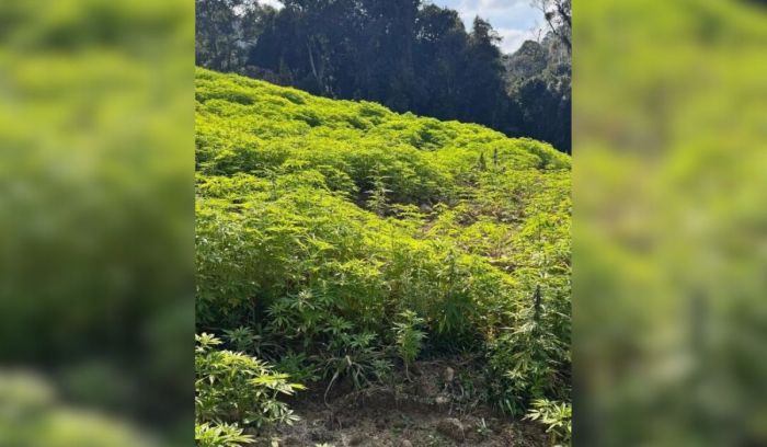 Legenda: Roça de cannabis foi encontrada na cidade de Galvão (Foto: Divulgação/PMSC)