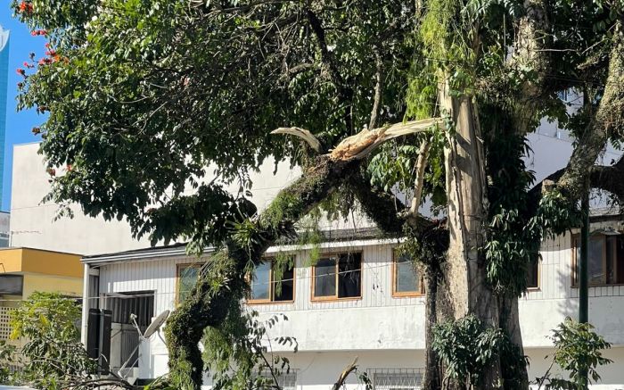 Galho caiu com a força do vento (Foto: Paulo Giovany)