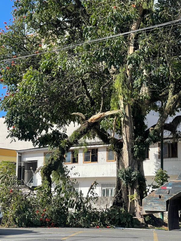 Defesa civil retirou galho que foi arrancado pela força do vento (foto: Paulo Giovany)
