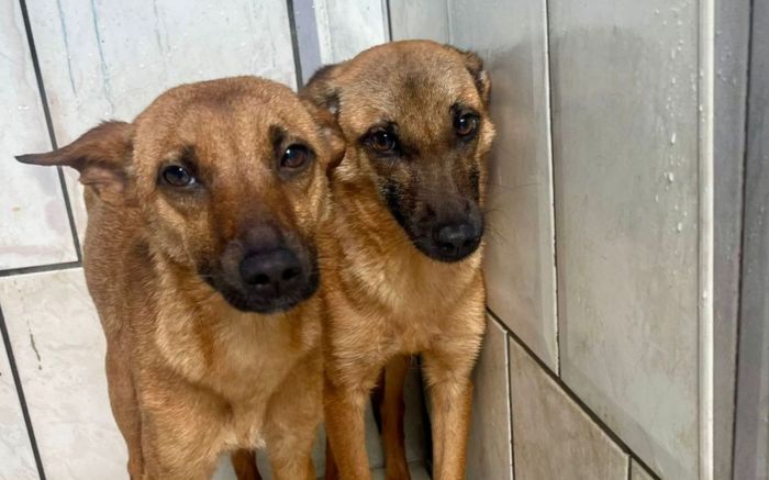 Doguinhos foram resgatados pelo Inis e estão disponíveis para adoção (Foto: Divulgação/Uapa)