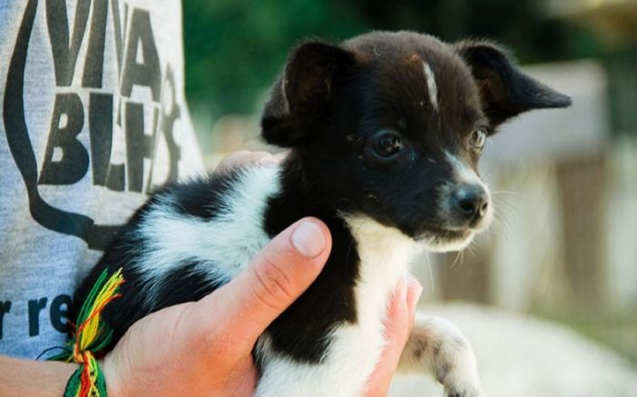Falta de suporte à ONG, que vive lotada, está no alvo da investigação (Foto: Arquivo/Divulgação)