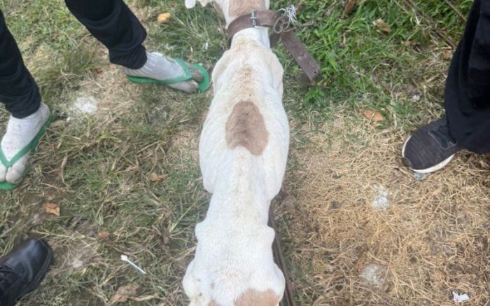 Tutor pode pegar de dois a cinco anos de prisão (Foto: PMI)