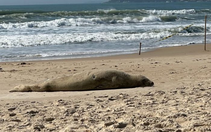 Foca é a mesma que tinha aparecido em Garopaba dias atrás (Foto: PMP-BS Univali)