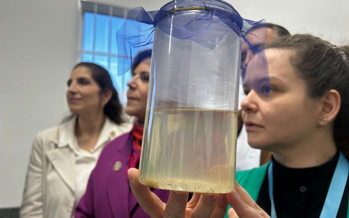 Mosquitos recebem bactéria Wolbachia e não transmitem doenças (Foto: PMBC/Divulgação)