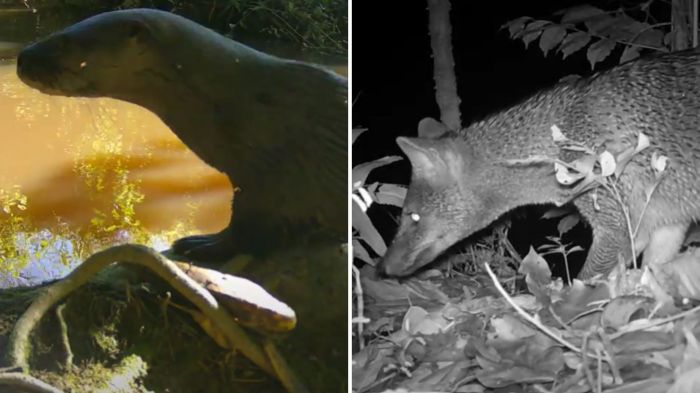 Lontra, capivara e cachorro-do-mato foram flagrados na EEI (Foto: Ricardo Negreiros/Epagri)